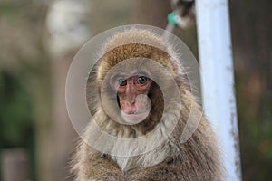 A Japanese macaque at Takasaki monkey park, Beppu, Oita, Japan