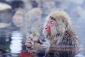 Japanese Macaques