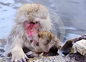 Japanese Macaques