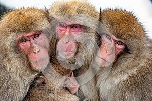 Japanese macaques. Close up  group portrait.