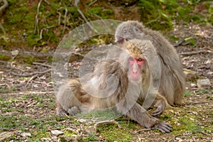 Japanese macaques grooming