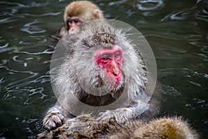 Japanese Macaques grooming in a hot spring