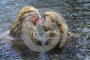 Japanese macaques in hot spring, Japan