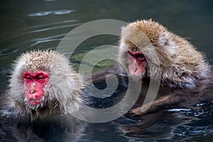 Japanese Macaques in the hot springs