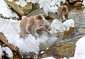 Japanese macaques jumping through a small river.