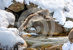 Japanese macaques jumping through a small river.
