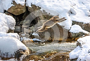 Japanese macaques jumping through a small river.