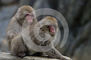 Japanese macaques Macaca fuscata.