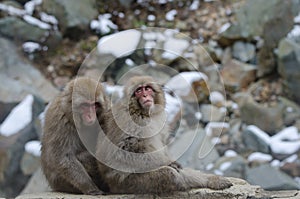 Japanese macaques Macaca fuscata.