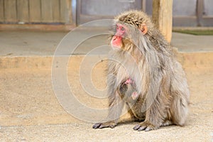 Japanese macaques mother cuddling