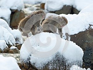 Japanese macaques. Natural hot spring. Winter season. The Japanese macaque, Scientific name: Macaca fuscata, also known as the