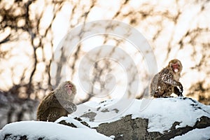 Japanese macaques on the rock at sunset . Natural habitat. Japan