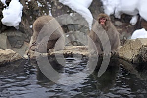 Japanese macaques snow monkey at the hot spring at Jigokudani Monkey Park in Japan