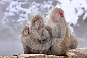 Japanese macaques snow monkey at the hot spring at Jigokudani Monkey Park in Japan