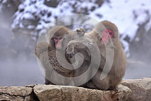 Japanese macaques snow monkey at the hot spring at Jigokudani Monkey Park in Japan