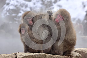 Japanese macaques snow monkey at the hot spring at Jigokudani Monkey Park in Japan