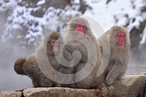 Japanese macaques snow monkey at the hot spring at Jigokudani Monkey Park in Nagano in Japan