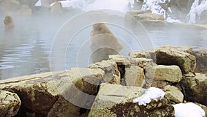 Japanese macaques or snow monkeys in hot spring