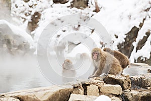 Japanese macaques or snow monkeys in hot spring