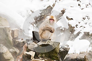 Japanese macaques or snow monkeys at hot spring