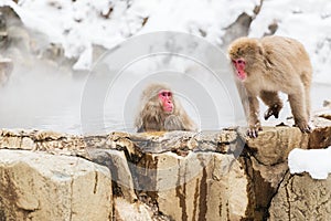 Japanese macaques or snow monkeys in hot spring