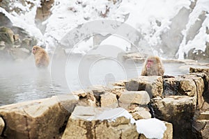 Japanese macaques or snow monkeys in hot spring