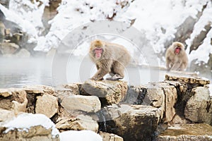Japanese macaques or snow monkeys at hot spring
