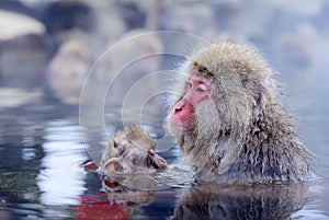 Japanese Macaques photo