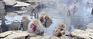 Japanese Macaques photo