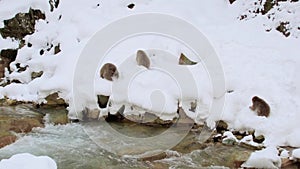 Japanese macaques or snow monkeys near hot spring