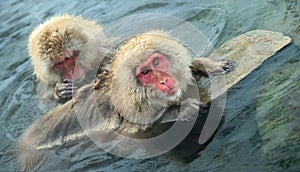 Japanese macaques in the water of natural hot springs. The Japanese macaque ( Scientific name: Macaca fuscata), also known as the