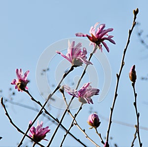 Japanese Magnolia Flower blossom