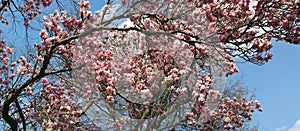 Japanese Magnolia (Magnolia soulangeana) Panoramic in Spring photo