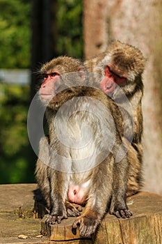 Japanese Makak monkey