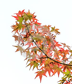 Japanese maple