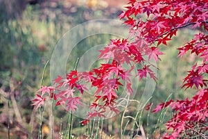 Japanese Maple