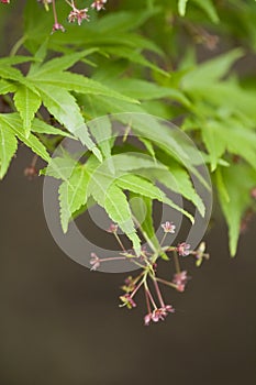 Japanese maple