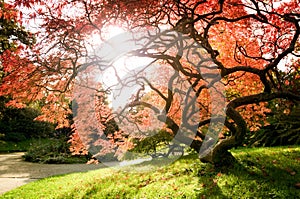 Japanese Maple