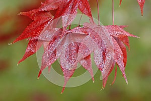 Japanese Maple - Acer palmatum