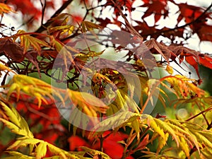 Japanese maple - Acer palmatum