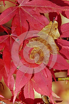 Japanese Maple - Acer palmatum