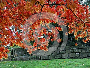 Japanese Maple (Acer palmatum)