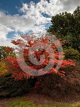 Japanese Maple (Acer palmatum)