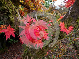 Japanese Maple (Acer palmatum)