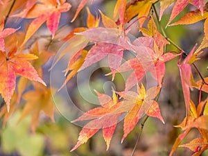 Japanese Maple Acer palmatum