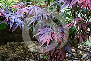 Japanese maple Acer palmatum Atropurpureum on shore of beautiful garden pond. Young red leaves against blurred green