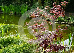 Japanese maple Acer palmatum Atropurpureum on shore of beautiful garden pond. Young red leaves against blurred green