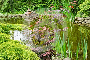 Japanese maple Acer palmatum Atropurpureum on shore of beautiful garden pond. Young red leaves against blurred green plants