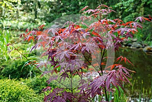 Japanese maple Acer palmatum Atropurpureum on shore of beautiful garden pond. Young red leaves against blurred green plants