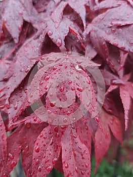 Japanese maple (Acer palmatum 'Bloodgood')